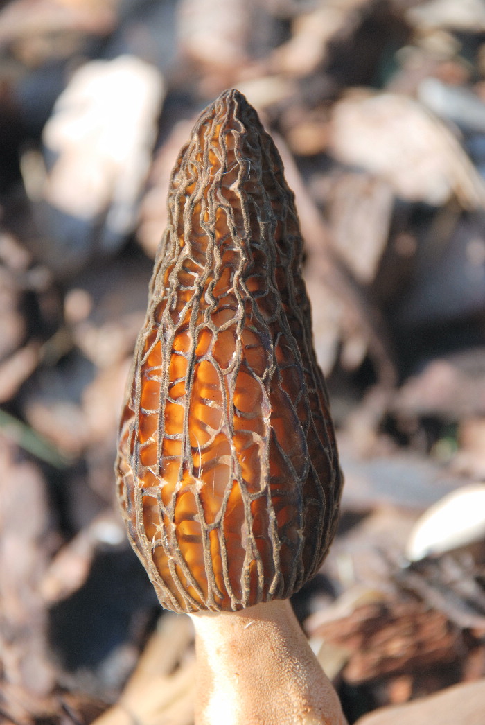 Habitat : aree verdi di supermercati